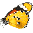 https://www.frag-karlchen.de/wp-content/uploads/2019/08/butterfly.png