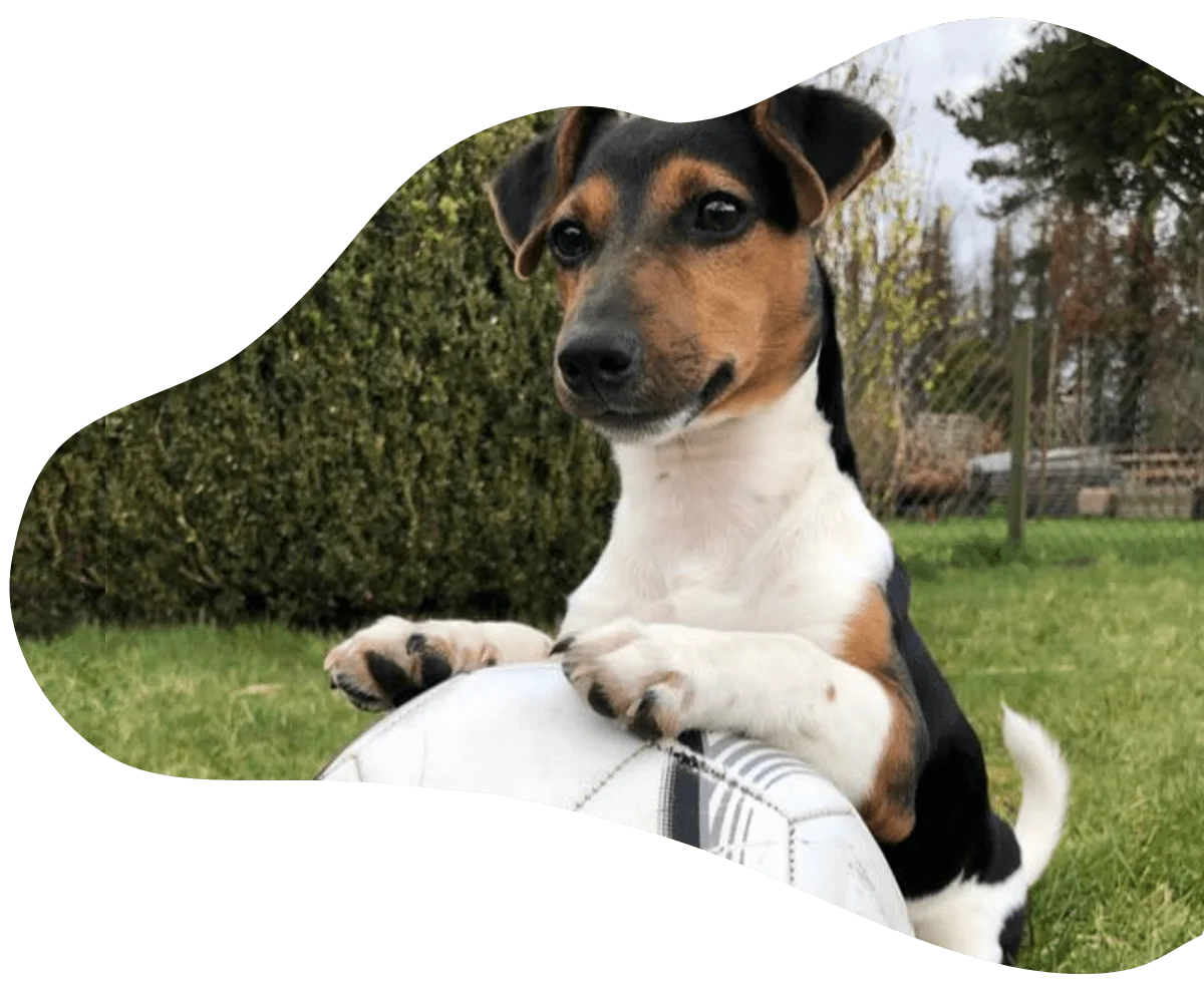 https://www.frag-karlchen.de/wp-content/uploads/2023/08/karlchen-hero-2023-web.webp