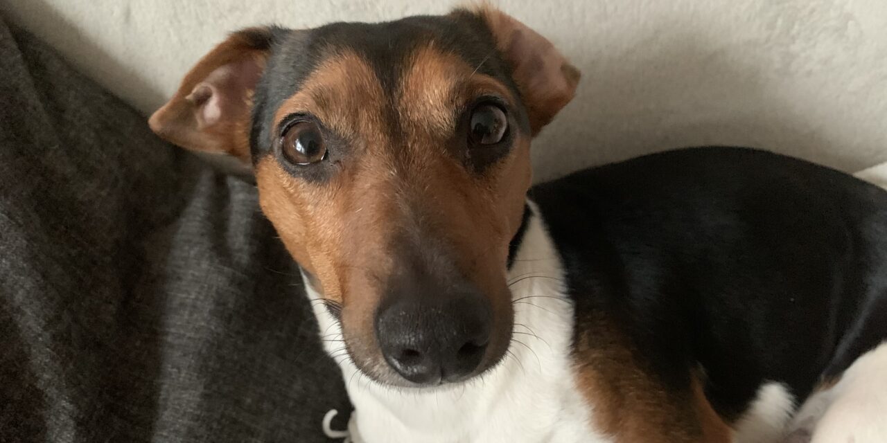 Flöhe…rette sich, wer kann.