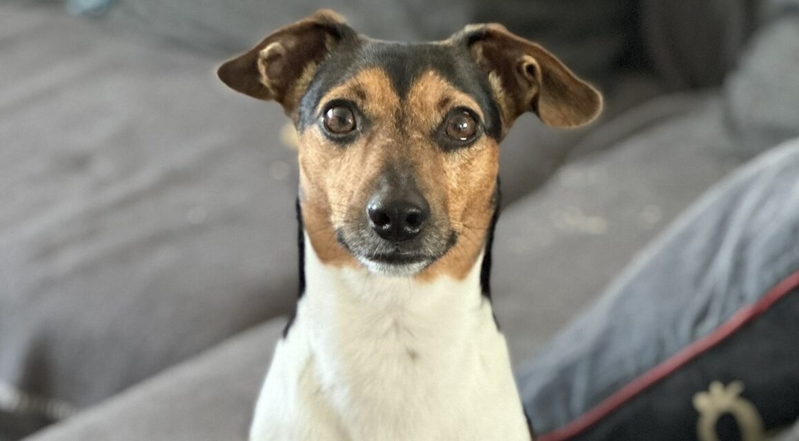 Ist der Darm gesund, freut sich dein Hund