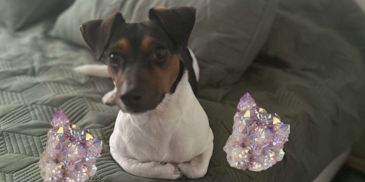 Feng Shui für Hunde