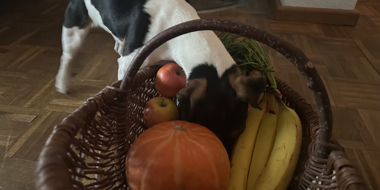 Kann ein Hund vegan leben?